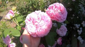 Старинные розы. Paul Neyron (Поль Нейрон)