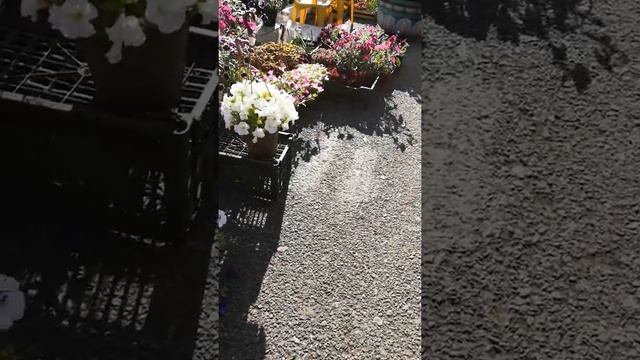 Рынок рассады КРАСНОЯРСК УЛ. КАЛИНИНА. смотреть онлайн