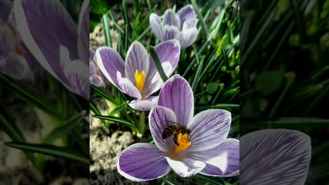 Tetiana Hradyshchuk - Радость (Стих) смотреть онлайн