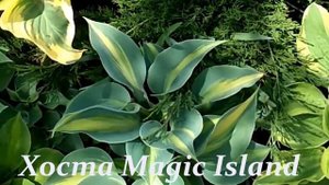 ХОСТЫ: СЛИЗНИ И СОЛНЦЕ.ТОП-7: САМЫЕ УСТОЙЧИВЫЕ.