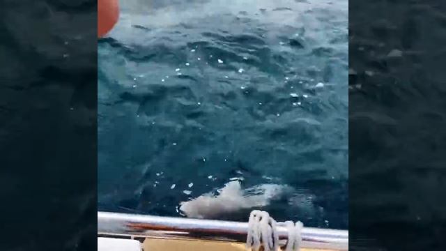 Поймали Акулу! на морской рыбалке в Анапе!!!!