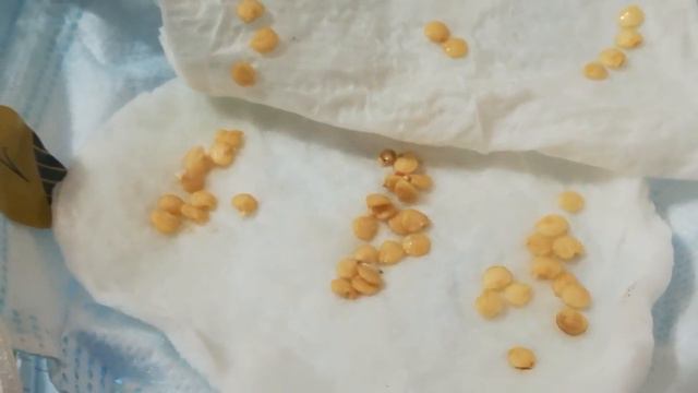 Эксперты! Семена из покупных перцев!