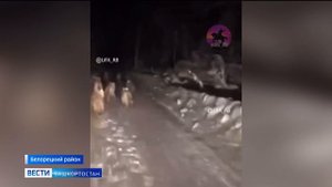 В Белорецком районе Башкирии местные жители заметили стаю волков
