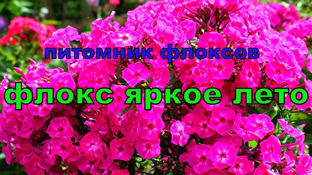 Флокс Яркое Лето