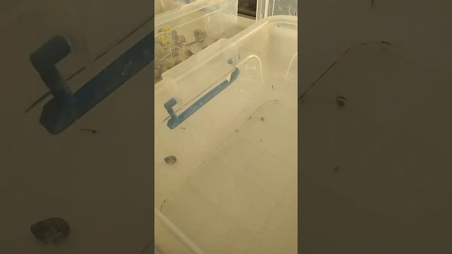 Мои яйца богомолов и всё о них смотреть онлайн