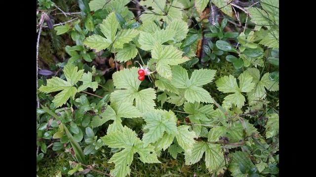 Пихтово-еловый лес смотреть онлайн