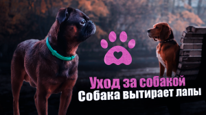 Мытьё лап и команда _вытирайся_. Собака пти-брабансон