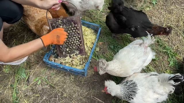 Можно ли давать курам СТАРУЮ КАРТОШКУ