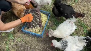 Можно ли давать курам СТАРУЮ КАРТОШКУ