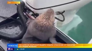 Выдра спаслась от косатки в лодке рыбака