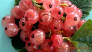 Смородина красная Роза (ribes rubrum) ? смородина Роза обзор: как сажать саженцы смородины Роза