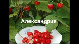 7 СОРТОВ ЗЕМЛЯНИКИ, КОТОРЫЕ МОЖНО ВЫРАСТИТЬ ДАЖЕ НА БАЛКОНЕ