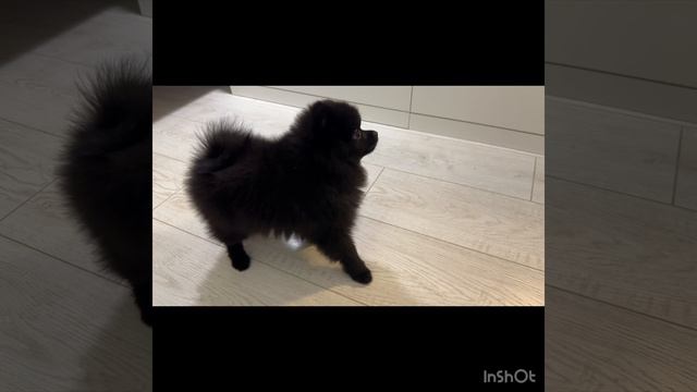 Померанский Шпиц девочка
