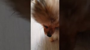Судороги у шпица