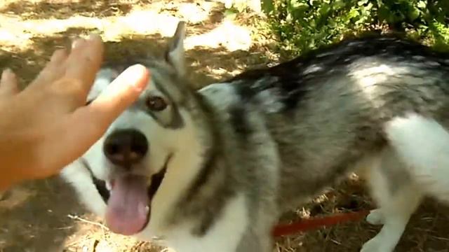 Отдых за городом) Лески) День Рождение!! смотреть онлайн