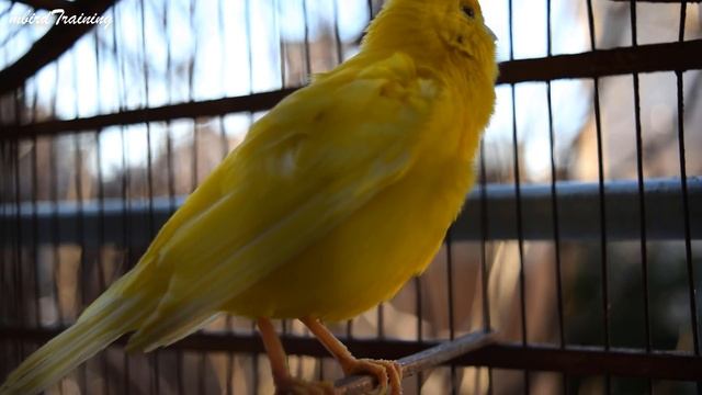 The Ultimate Canary singing video from a legend - Powerful canary training song (Pt.2) смотреть онлайн