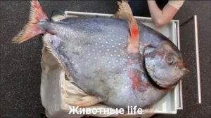 КРАСНОПЕРЫЙ ОПАХ?/Животные life/Рыбы/Животные/Интересные факты