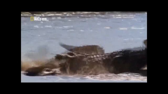 Гребнистый крокодил смотреть онлайн