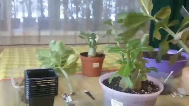 Размножение Адениумов черенками, укоренение черенков адениума! 1 часть.