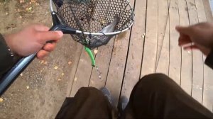 Форель на платнике! Ловля форели! Две штуки подряд!