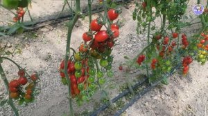 Отменный вкус томата черри Мини стар F1. Эталон вкуса.