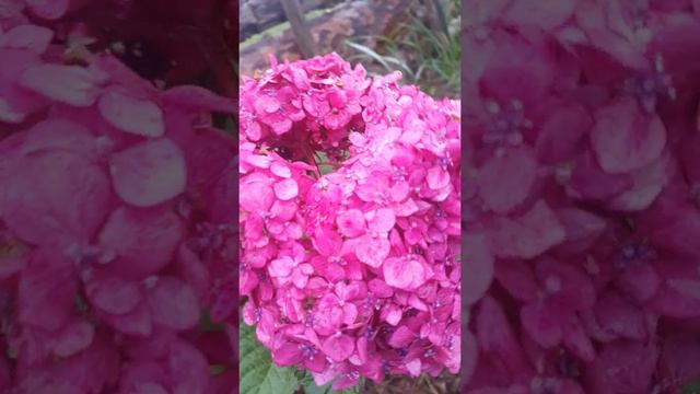 Hydrangea macrophylla "You and me Forever" in september 2021