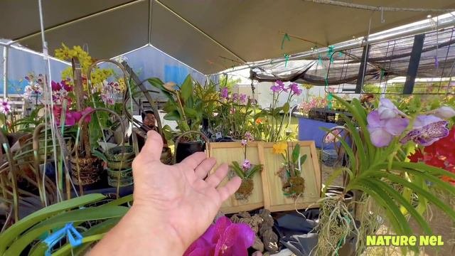 Orchid Vendors From Florida Share Their Tips And Experience With Orchids. Educational And Fun!