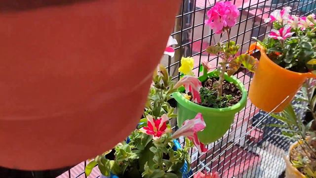 Petunia Plant Care Tips / How To Grow And Care Petunia Plant / Petunia Care And Propagation/ Petuni