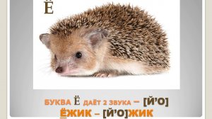 Йотированные гласные буквы в начале слова - е, ё, ю, я