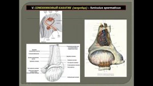 Половая система самцов