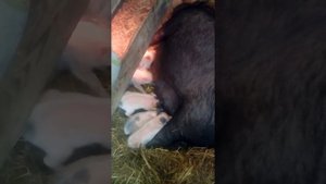 Какую породу свиней выбрать?