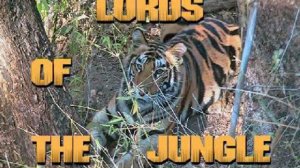 Lords of the Jungle