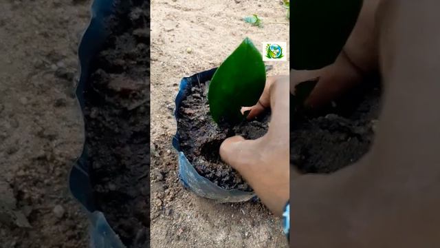 zz Planting by the leaves of the plant