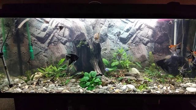 Перезапуск 450 литрового, коряга в аквариуме смотреть онлайн