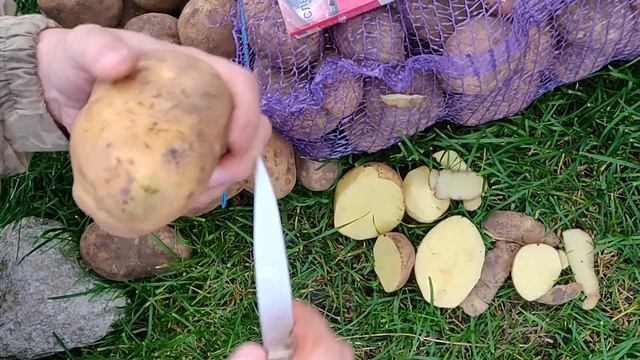 Картофель оптом, сорт Крона, Брянская область смотреть онлайн