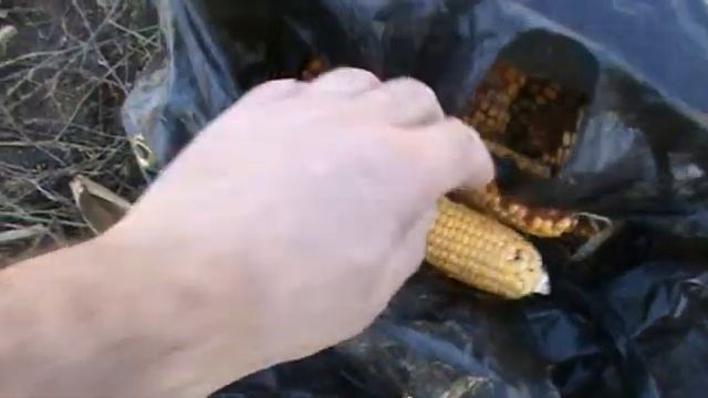 Сбор кукурузы . смотреть онлайн