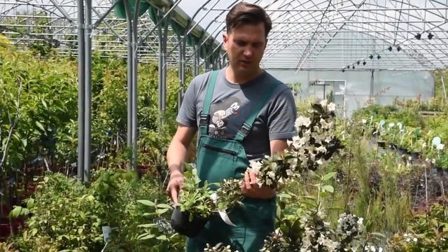 Weigela 'Ebony and Ivory'® – Fehér virágú rózsalonc смотреть онлайн