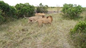 Лев против гиен - Lion vs hyenas