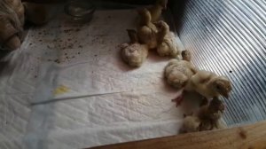 Индюшата.Первый  сутки.Что делать?