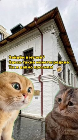 Котики у музея