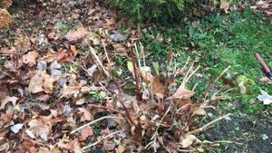 Обрезка гортензии метельчатой и древовидной осенью.