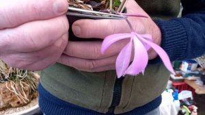 Pleione Orchid Propagation Part 2 more little bulbils from Pleione Versailles 'Buckleberry'