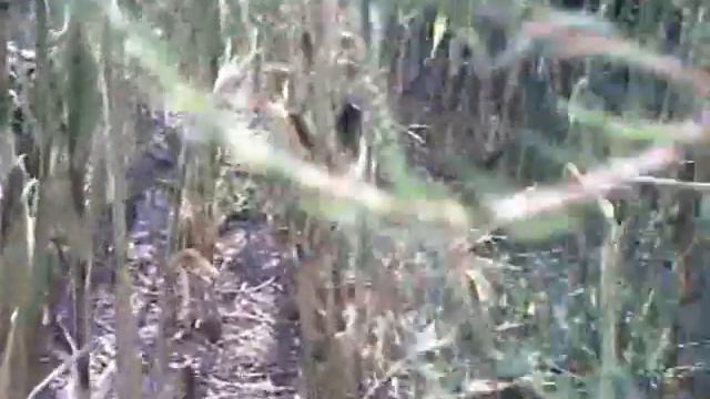 JEA 2011 - Journey to the Center of the Earth смотреть онлайн