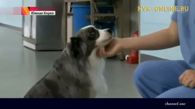 Корейские ученые подарят Якутии клонированных собак смотреть онлайн