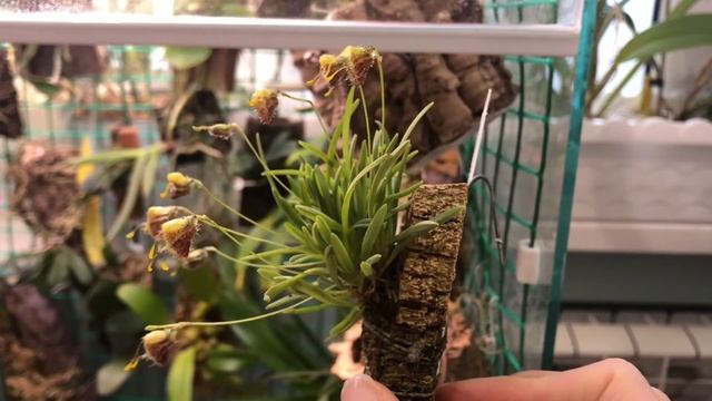 Diodonopsis erinacea / masdevallia erinacea обзор мини-орхидея смотреть онлайн