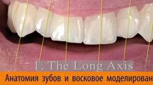 Моделирование из воска. Анатомия передних и боковых зубов. Курс для врачей стоматологов 