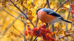 Снегирь на рябине.  Октябрь.