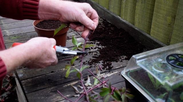Mid Summer Clematis Montana Cuttings Inter Nodal смотреть онлайн