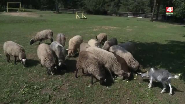 Овцеводство — новые породы, проблемы с шерстью в Беларуси. Ферма Чистяковых. смотреть онлайн