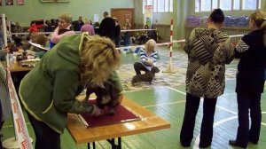 Таксы жесткошерстные стандартные Из Ново-Переделкино